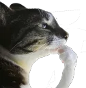 Cat_Think