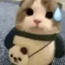 cat_sweat