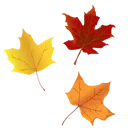 zw_fallleaves