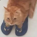 CatFlipFlops