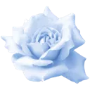 flower3