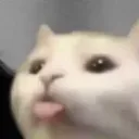 blepcat