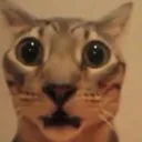 shock