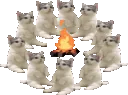 catsfire