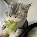 homie2veggie