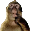 monkey_thinking_png