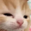 squish