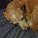 TascoSleeping