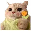 cat_flowerforyou Discord emoji