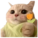 cat_flowerforyou