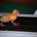 5430duck
