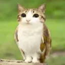 meowl