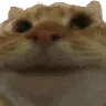 catnod