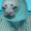 plottingseal