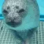 plottingseal