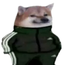 cooldoge