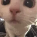 1281699700331774024