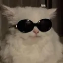 sunglasses sunglasses