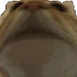 cat_yes_ultra