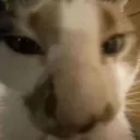 sniff