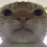 catfunny