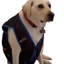 doggo