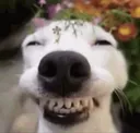 happydoggo