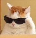 coolcat