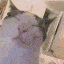 vibecat