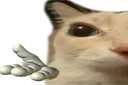 catShrug1