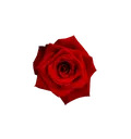 red_rose_flower