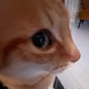 :c_SideEyeKitty: