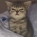 emoji_452 Discord emoji