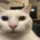 catstare