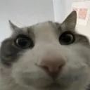cat_badcameraangle