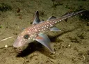 Spotted_ratfish