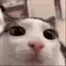 plink