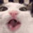 :nuts: