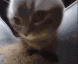 :chipi: