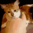 catbite_sweets