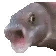 pogfish