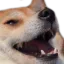 doge_laugh