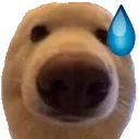 dog_uhhhh