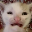 cryingcat