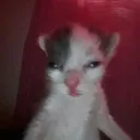 miau