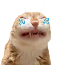crycat