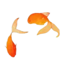 c_goldfish