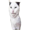 idkcatcat