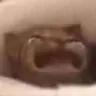 catscream