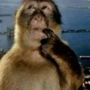 hhmmmmmonkey